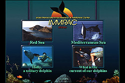 IMMRAC -         